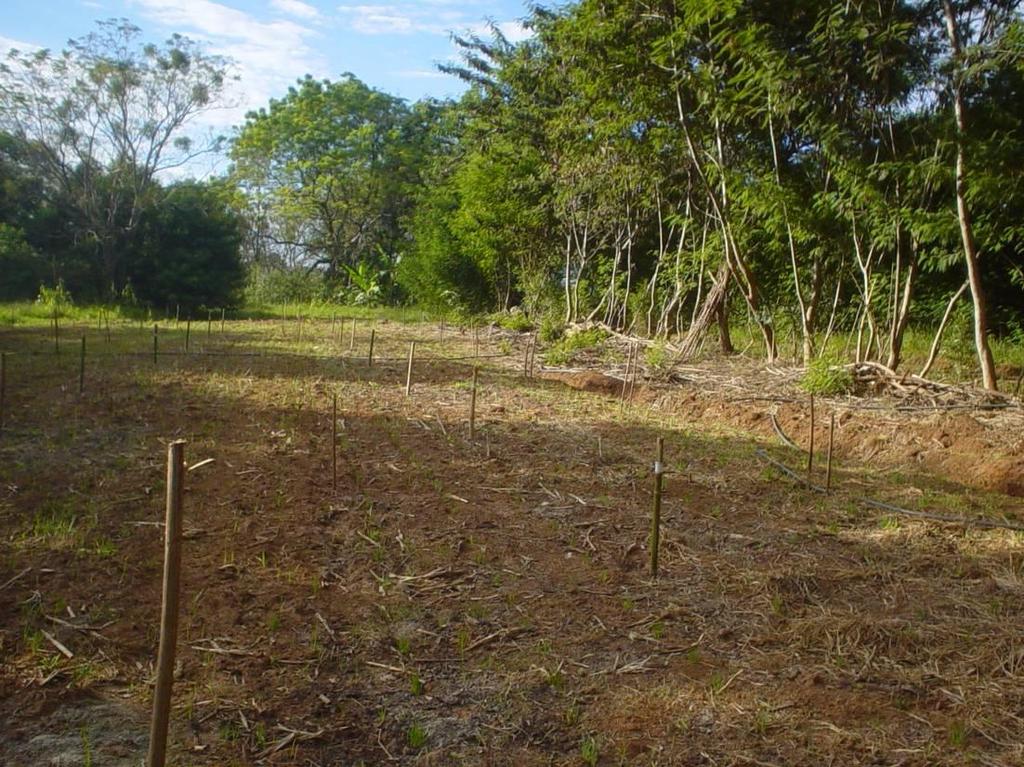 ou 0 m² cada uma para plantio de aveia preta no inverno como adubação verde em sucessão com a cultura de milho no verão (oto ). E constou dos seguintes Tratamentos: ) Testemunha; ).