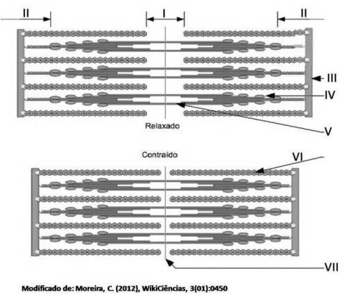 a) Estreitamento da linha Z e banda M (representadas pelos números VII e III, respectivamente), que ocorre através da saída de actina (representada pelo número VI) da miofibrilas.