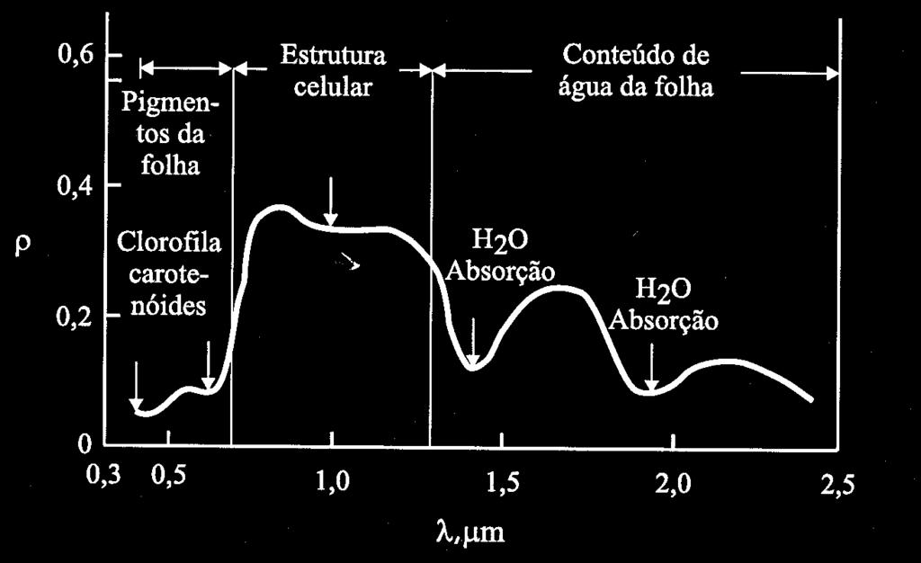 Vegetação Comportamento