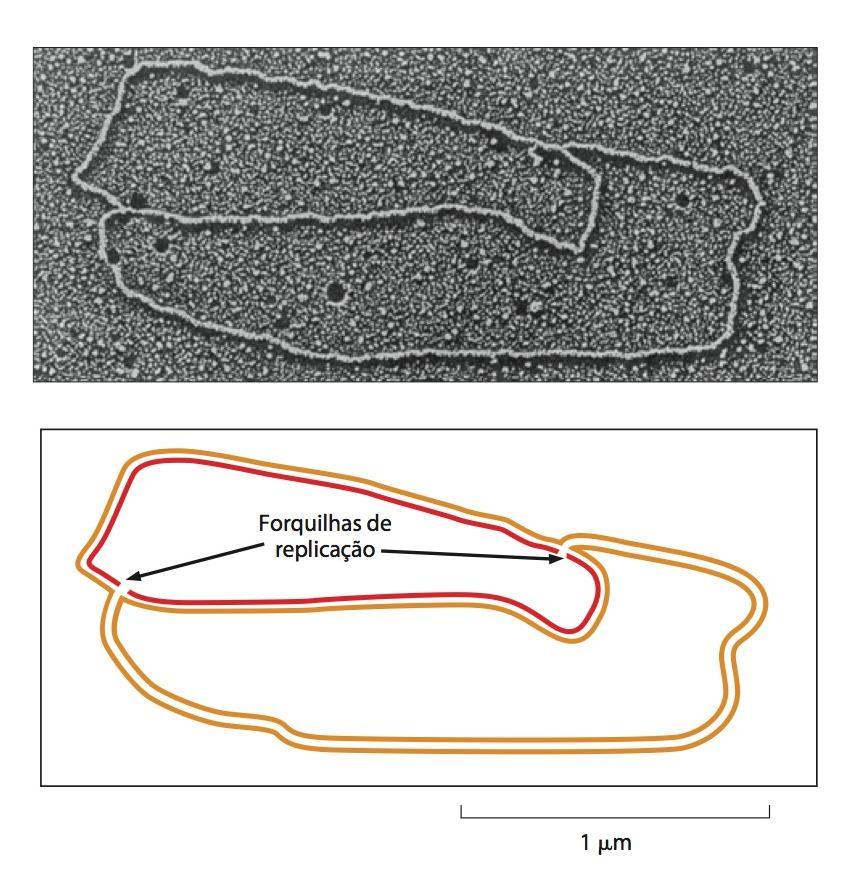 Replicação DNA Replicação