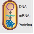 Expressão Como a informação no DNA e utilizada para produzir as proteínas que