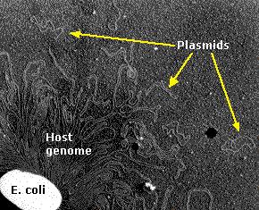 Plasmídeos bacterianos Elemento genético além do cromossomo; Moléculas de DNA dupla fita; Circulares; Menores que os cromossomos; Replicam independentemente do cromossomo; Podem estar