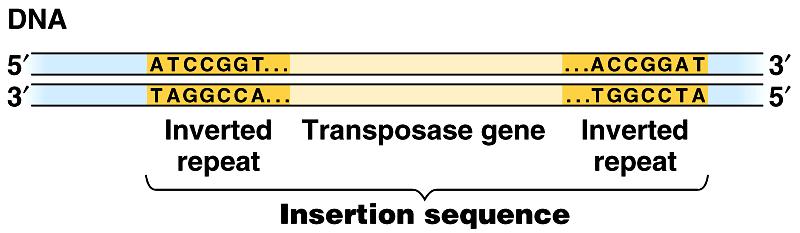 DNA móvel: elementos transponíveis Sequências de inserção (IS): Elementos simples, com aproximadamente 1000pb;