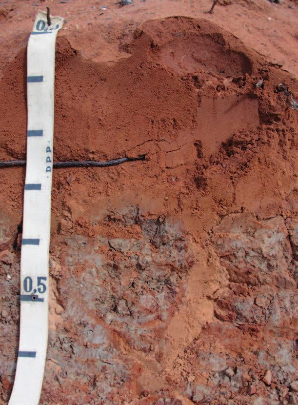 mais intensa do que na zona do Agreste, destacam-se solos rasos a pouco profundos, com presença significativa de frações grossas contendo minerais primários