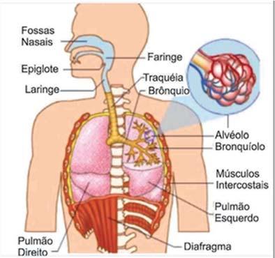 Aula 2 Sistema respiratório Vimos na aula anterior sobre o sistema digestório e sobre todo o processo realizado na digestão, agora veremos sobre o sistema respiratório.