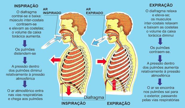 Os alvéolos, como visualizado na figura 1, são células achatadas envolvidas por uma rede de capilares e tem como função as trocas gasosas entre o ar e o sangue, ou seja, ocorre a troca do sangue