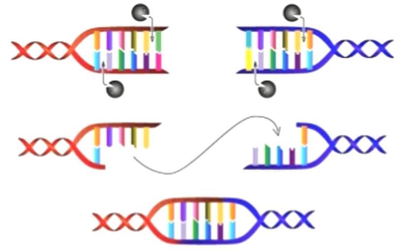 1. ENZIMAS DE MODIFICAÇÃO DO DNA: Enzimas de restrição (cortam o DNA em sequências específicas)