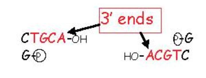 Algumas enzimas geram extremidades protuberantes 5 (5' overhangs) - EcoRI Algumas enzimas geram