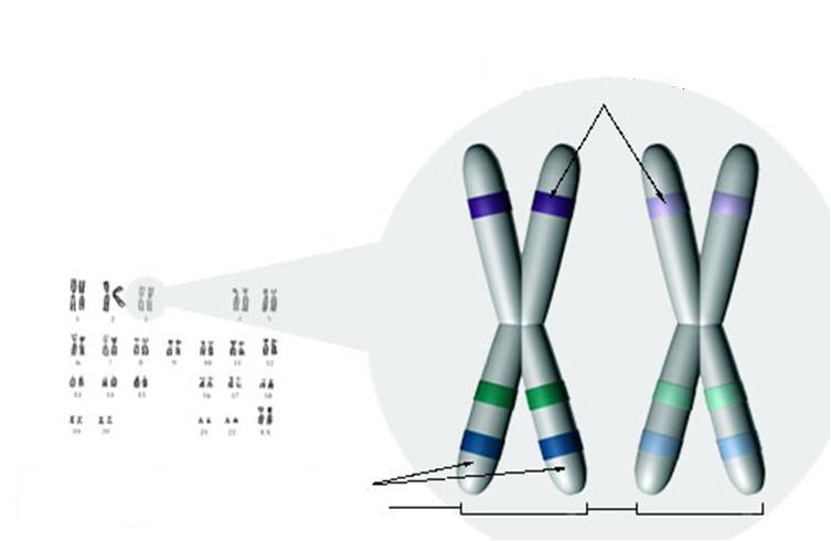 Aplicação Cromossomos homólogos contém DNA que codifica par os mesmos genes.