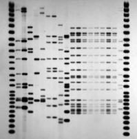 Melhoramento em base em seleção assistida por marcadores moleculares Localizar marcas (sequências de DNA) localizadas