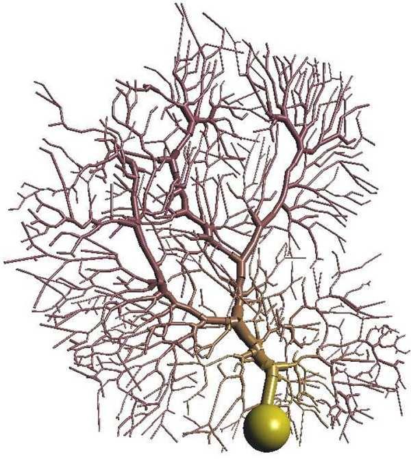 Neurônios digitalizado: Modelagem Matemática: domínio dado por uma árvore em cada galho: