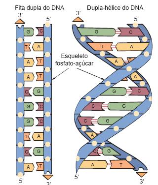 DNA: Conceitos importantes em Genética