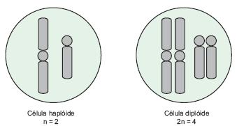 Conceitos importantes em Genética Células haploides X Células diploides: As células haploides contêm apenas um lote