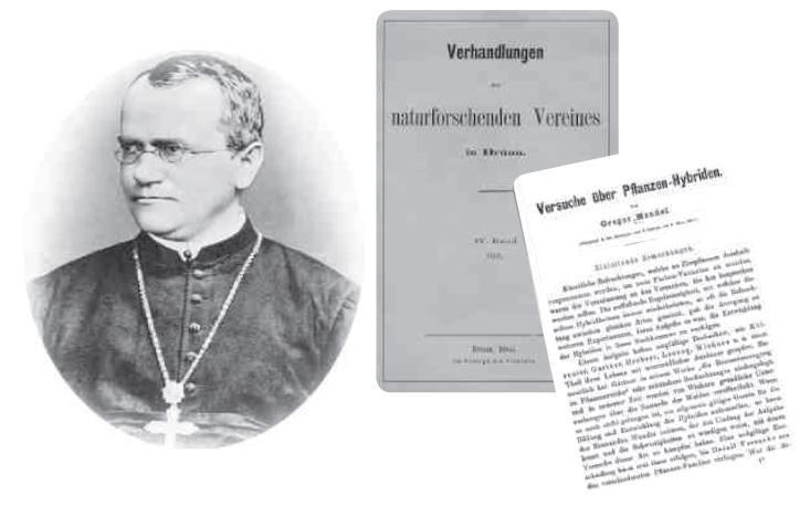 Gregor Mendel pai da Genética Há 10 mil anos, o homem já selecionava sementes para plantio e os melhores animais para