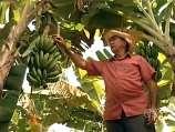 Perfil do Fruticultor Brasileiro Pequenos produtores não integrados - Baixa especialização na atividade - Raramente dispõem de equipamentos