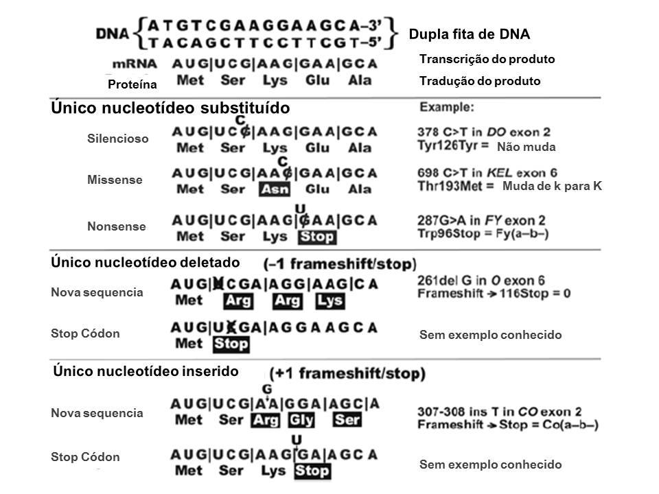 Revisão de Literatura 16 Nos últimos 20 anos, foi identificada a maioria dos genes que codificam os sistemas de grupos sanguíneos presentes em eritrócitos, possibilitando a caracterização dos seus