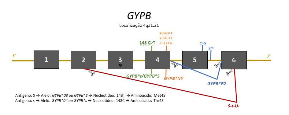 Revisão de Literatura 23 splicing e uma alteração G>T na posição +5 do íntron 5. Por isso, também é conhecida como plus5intron5, afetando o sítio doador de splicing.