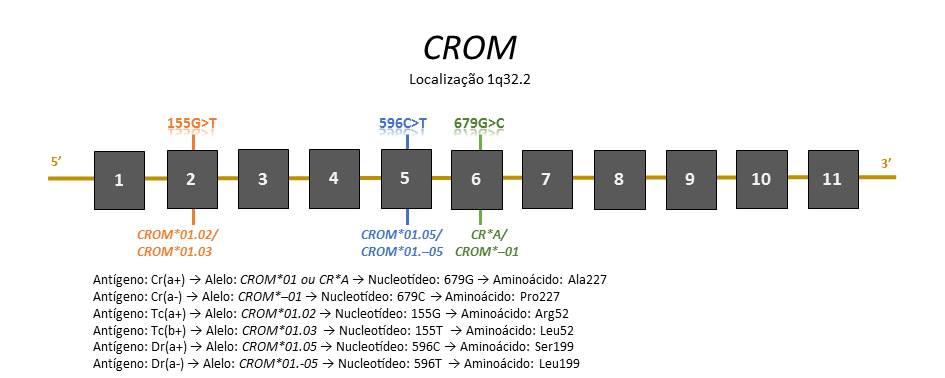 Revisão de Literatura 35 3.1.12 Sistema Cromer O Sistema de grupo sanguíneo Cromer (ISBT 021) consiste em 18 antígenos, sendo 3 de baixa frequência (Tc b, Tc c e WES a ) e 15 de alta frequência.
