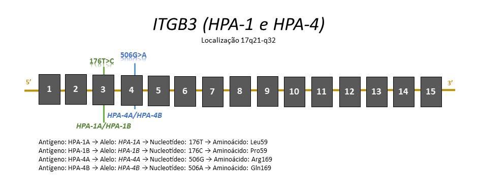 Revisão de Literatura 42 Tanto o HPA-1, primeiramente descrito como Pl A ou Zw, como o HPA-4 descrito como Pen ou Yuk, estão presentes na GPIIIa (antígeno CD61) constituída por 788 aminoácidos.
