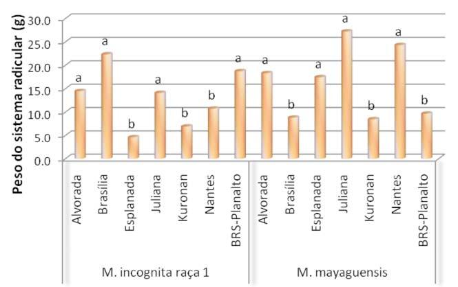 14 Reação de cultivares de cenoura a Meloidogyne incognita raça 1 e Meloidogyne nas cultivares Alvorada e Brasília (1,00 e 2,65) e (1,39 e 2,58), respectivamente, quando inoculadas com M.