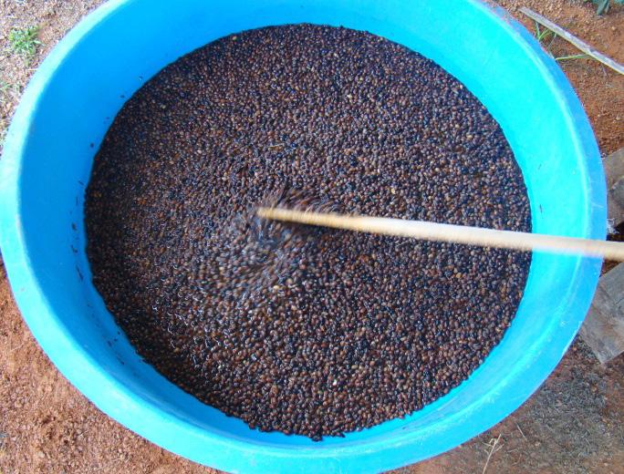 cultivar BRS Mandobi armazenadas por até 6 meses após a colheita é composto por duas etapas, descritas a seguir: Etapa 1 As sementes colhidas e beneficiadas, ou seja, sem a presença de terra e outras