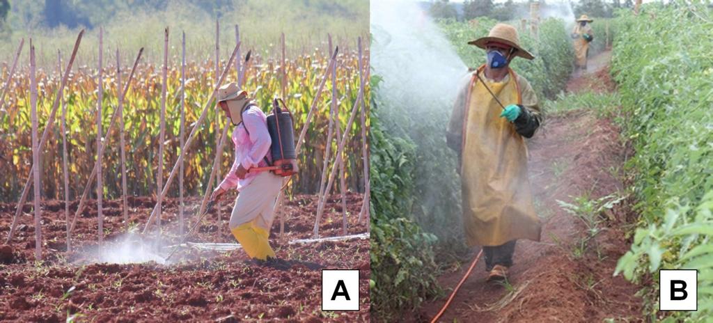68 Figura 3.1. Produtores rurais aplicando agrotóxicos em cultivos de tomateiro (Solanum lycopersicum). A. fase de preparação do solo, com aplicação de herbicida. B.