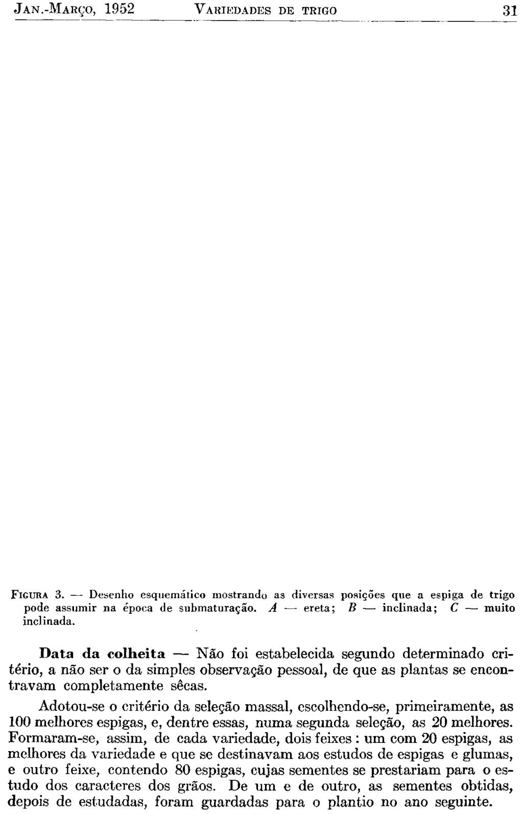 JAN.-MARÇO, 1952 VARIEDADES DE TRIGO 31 FIGURA 3. Desenho esquemático mostrando as diversas posições que a espiga de trigo pode assumir na época de submaturação.