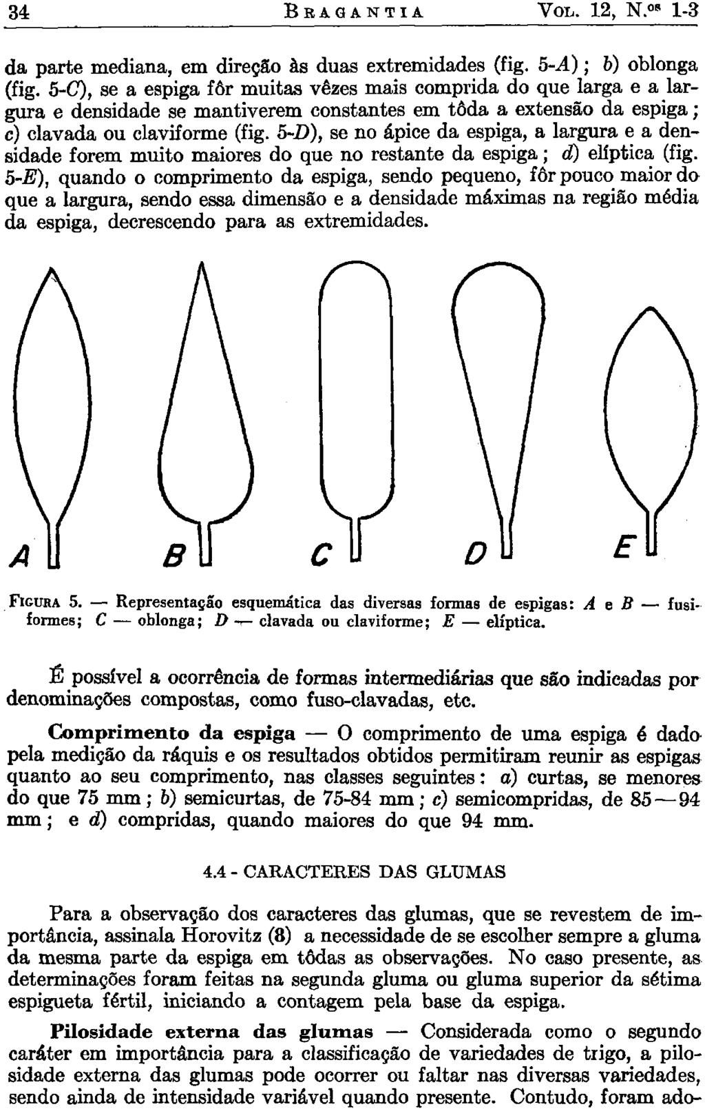 34 BRAGANTIA VOL. 12, N. 08 1-3 da parte mediana, em direção às duas extremidades (fig. 5-.4); b) oblonga (fig.