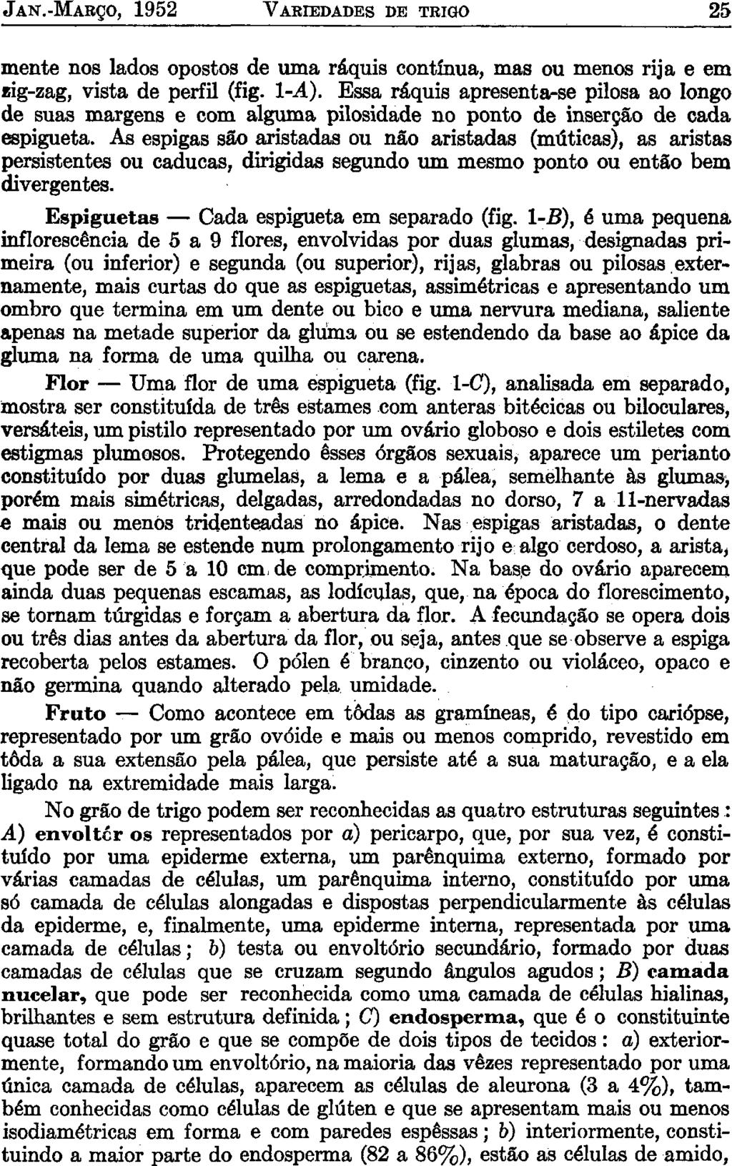 JAN.-MARÇO, 1952 VARIEDADES DE TRIGO 25 mente nos lados opostos de uma ráquis contínua, mas ou menos rija e em zig-zag, vista de perfil (fig. 1-A).