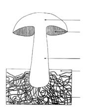 Introdução Píleo Estrutura formadora de esporos Corpo-frutífero Estipe Substrato Micélio Figura 2. Estrutura de um cogumelo (Kalač, 2009).