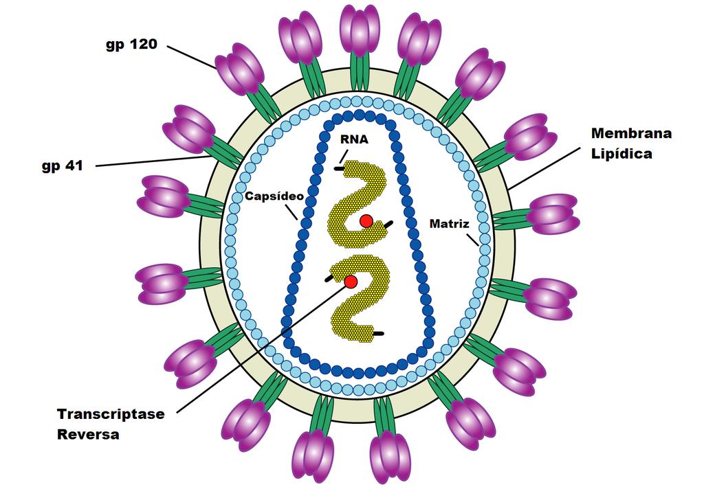 proteínas virais, e constituído por duas fitas simples de RNA [19].