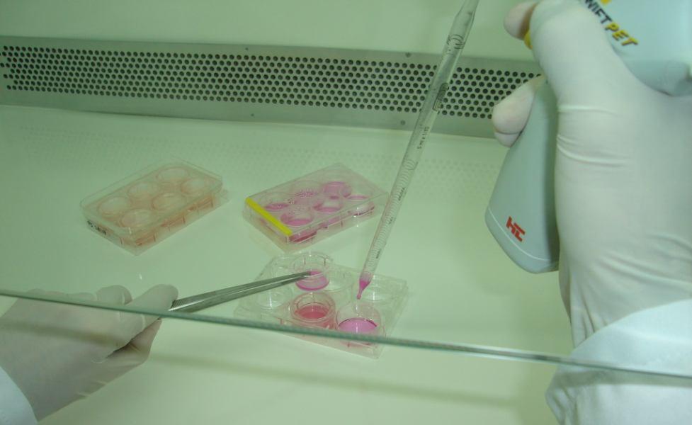 Experimento de permeabilidade com células Caco-2 Manutenção da