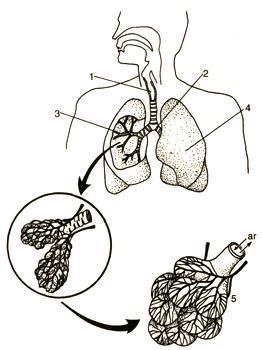 8. (FUVEST) Observe o esquema; Identifique: a) o sistema representado no esquema. b) os órgãos apontados pelas setas de um a quatro. c) o detalhe representado em cinco. d) o local das trocas gasosas.