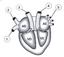 (PUC-SP) O esquema abaixo é referente ao coração de um mamífero a) Que números indicam artérias e veias? b) Que números indicam vasos por onde circulam sangue arterial e sangue venoso?