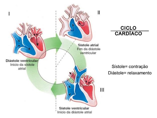 O sangue, agora arterial, volta ao coração através das veias pulmonares, chegando ao átrio esquerdo, passa ao ventrículo esquerdo, e deixa o coração pela artéria aorta, que distribuirá o sangue pelo