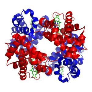 ESTUTUA QUATENÁIA. Exercícios conjugadas. com aminoácidos modificados. Glico, associadas a esqueletos de carboidratos. Ex.: Hemoglobina, de membrana. Lipo, associadas a moléculas de lipídos. Ex.: de parede bacteriana.