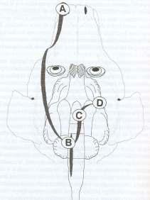 EXAME NEUROLÓGICO 5. Sensação facial nervo trigêmeo (ramo maxilar) nervo facial (VII) A.