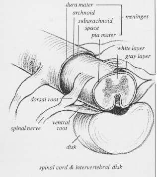 Reflexos Espinhais Membro Biceps braquial: nervo musculocutaneous Triceps: nervo radial Extensor