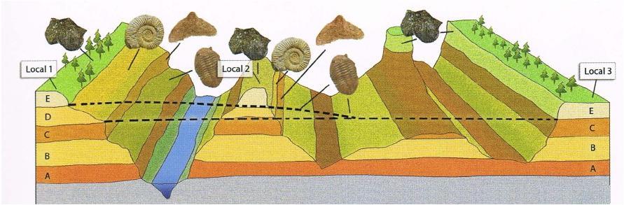 O uso dos fósseis para datação relativa das rochas iniciou-se no século XIX, por William Smith, um engenheiro inglês.