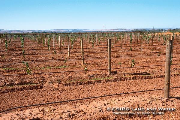 2.7 Irrigação Salinidade = Raízes Tensiômetro Videira Mede = a baixa curva capacidade de retenção de de