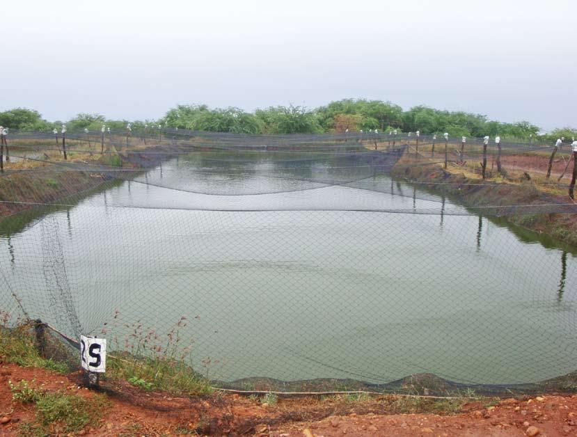 Produção de tilápias em tanques de terra estratégias avançadas no manejo Por: Fernando Kubitza, Ph. D. Acqua & Imagem Serviços Ltda. fernando@acquaimagem.com.