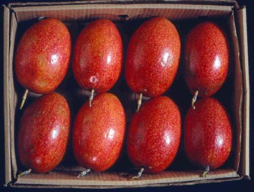 Novas Cultivares da Embrapa Cerrados Características dos materiais (DF) EC-RAM (Roxo australiano x cultivar Sul Brasil Marília (seleção MSC) F1 de casca vermelha x GA-2 ) Produz de 25% a 30% de