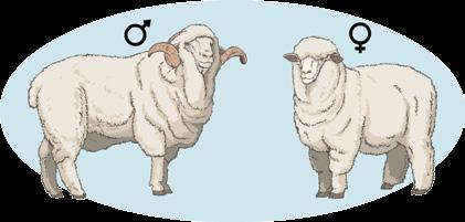 Tempos depois da domesticação da ovelha, a ovinocultura passou a ser uma atividade de grande destaque no meio agropecuário, por volta do início de 1985.
