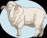 Dica Para conhecer mais um pouco a respeito da tosquia das ovelhas, leia a matéria publicada no site do wikihow, por meio do link <http://pt.wikihow.com/tosar-uma-ovelha>.