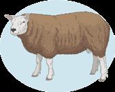 Tecendo conhecimento Algumas raças de ovelhas são especialistas na produção de lã fina. Assinale com um X as características desse material. ( ) Baixa qualidade. ( ) Resistência. ( ) Delicadeza.