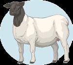 É originária da Bahia, proveniente do cruzamento de ovinos africanos com crioulos.