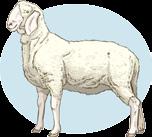 1.4.2 Raças de ovinos produtoras de leite Você já tomou o leite de ovelha? Ele é considerado uma bebida deliciosa e bastante saudável.