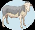 b) Lacaune É uma raça originária de Maciço Central (França), desde 1870. Do leite das ovelhas Lacaune, é produzido o Queijo Roquefort, uma verdadeira iguaria francesa.