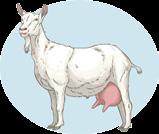 1.5 Principais raças de caprinos e suas especialidades Os caprinos são especializados na produção de leite, carne e pele.