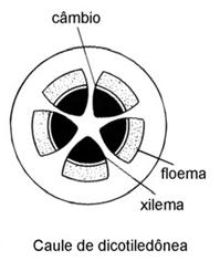 elevado de feixes vasculares Ausênica de câmbio feixe colateral fechado Estrutura